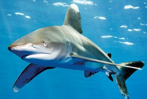 Oceanic whitetip shark  Pic courtesy Norbert Probst