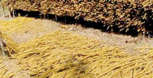 Prematurely harvested weni wel stems being dried.