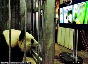 Female panda Colin watching the panda porn. Staff at the Panda Breeding and Research Base in Southern China, were worried when she kept rejecting her mate, Yongyong