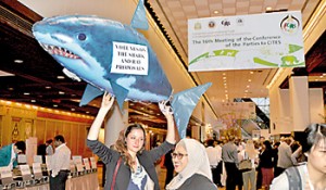 Activists canvassing for the shark vote at the Bangkok conference