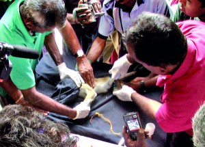 Officials of the Forest Dept. treat the captured monkey