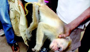 Success: The injured monkey is captured and brought for treatment