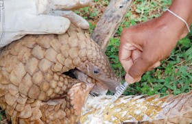 Pangolins at high risk, warn conservationists
