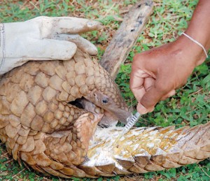 A wounded pangolin being treated by members of the Galle Conservation Society