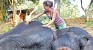 Vacationing with elephants