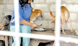 Daya with her  four-legged friends.  Pic by Susatha Liyanawatte
