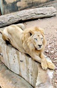 The older animals at Dehiwala Zoo (above and top right)  will be taken away to an off-exhibit area. Pix by Susantha Liyanawatte