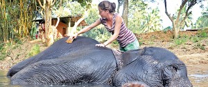 A volunter bathes an elephant.Pix by Amila Gamage