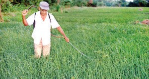 A recent study reported that arsenite uptake through the skin is 29 times higher than arsenate uptake and cautioned that dermal exposure resulting from standing in contaminated water in rice fields may be grossly underestimated.