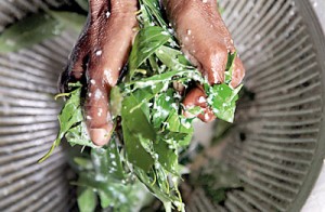 Green essence: Mixing in the dawul kurundu  leaves.