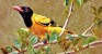 Beauty of birds