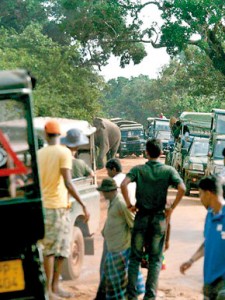 Gamunu the elephant has been photographed and videographed on many occasions foraging inside vehicles that block his way.