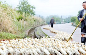 New bird flu strain one of the ‘most lethal viruses ever’