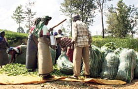 Highest growth in profits last year from plantations sector in 2012