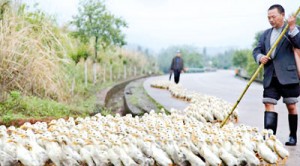 Spreading: A farmer tends his ducks along in Quzhou, China, where one new case was announced on Wednesday, the day after Taiwan reported its first case of the bird flu infection.