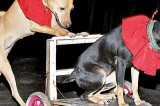 Caring for our canine community