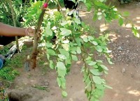 Giving root to a deadly mix-up