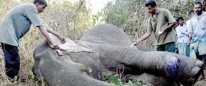 An injured elephant being treated by WildLife Department veterinarians. Pic courtesy Ranjith Silva-Olga Studio Kiribathgoda and Dr. Tharaka Prasad