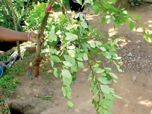 A home garden with the coca plant. Pic by Krishan  Jeewaka Jayaruk