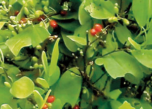 A coca plant grown at the Peradeniya Botanical Gardens. Pic by Shane Seneviratne