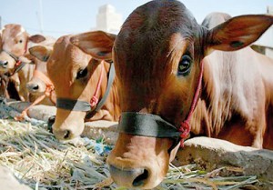 Sacrificial cows are seen on sale at a market ahead of the  Eid al-Adha feast in Sanaa, Yemen (Reuters)