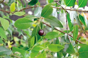 A sandalwood plant