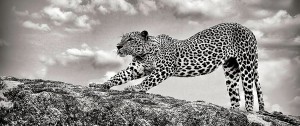 A leopard awakening from his slumber at Yala