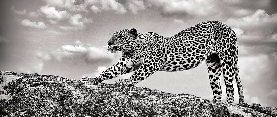 A-leopard