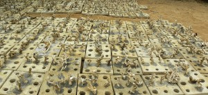 Picture shows the 'coral tiles' that will line the sea bed.