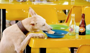 When students are away a four-legged friend helps itself to a pastry. Pix by Indika Handuwala