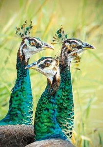 Peahens at Yala