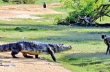 Crocs have their day in the sun