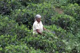 Lankan plantations struggle to survive amidst high production costs
