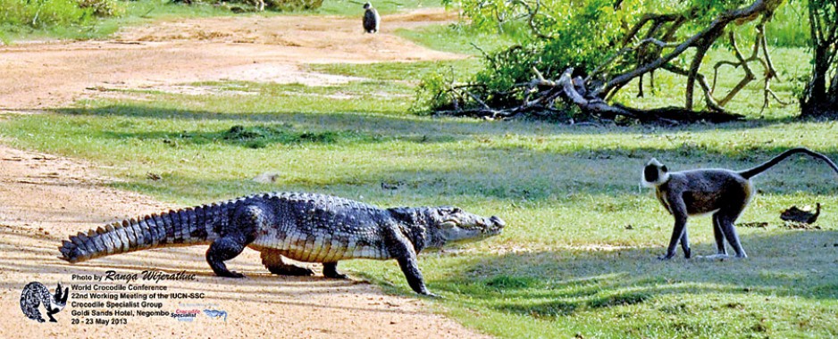 Crocs have their day in the sun