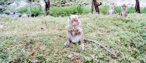 Monkeys on the road from Trincomaleeto Mannar. Pic by Yoke-Sim Gunaratne
