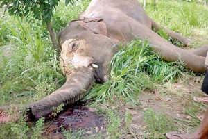 Dead and dying elephants at Dambula and Kalawewa. Victims shot by angry farmers  (Pix By Kanchana Kumara Ariyadasa
