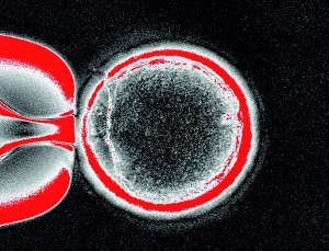 The extraction of the nucleus from an egg cell is pictured in this January 31, 2012 handout photo from Oregon Health and Science University (Reuters)