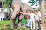 Wimal – arms length with elephants