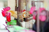 New bird flu may be capable of human to human spread: Study