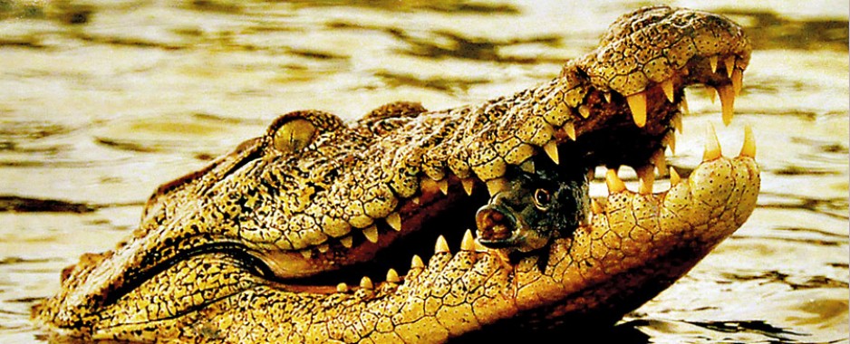 Giving teeth to crocodile connection from the past