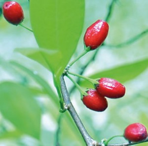 Colombian coca (Erythroxylum novogranatense) – in cultivation at the Peradeniya Botanical Gardens – note alternately arranged leaves and bright red fruits.   Photos – courtesy of Dr. Siril Wijesundara, DG, National Botanical Gardens