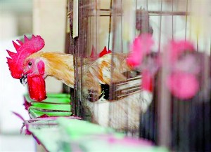 Chickens sit inside cages after a New Taipei City Department of Environmental Protection worker sprayed sterilising anti-H7N9 virus disinfectant around chicken stalls in a market in New Taipei City (Reuters)