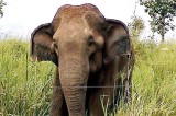 Rambo the elephant swims for his snacks