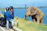 Wild elephants, people and an electric fence