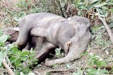 Rare Sri Pada elephant yields valuable evolution clues