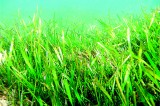 Underwater meadows of grass