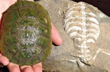 Why Turtles Have Shells