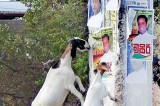 Parties propose, goats dispose