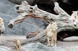 Young Lionesses from Germany will soon be on view at Dehiwala Zoo
