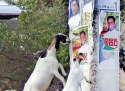 Parties propose, goats dispose